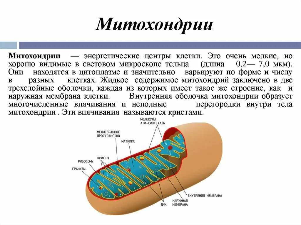 Митохондрии человека просто. Структура клетки митохондрии. Строение митохондрии клетки. Митохондрия функция органоида.