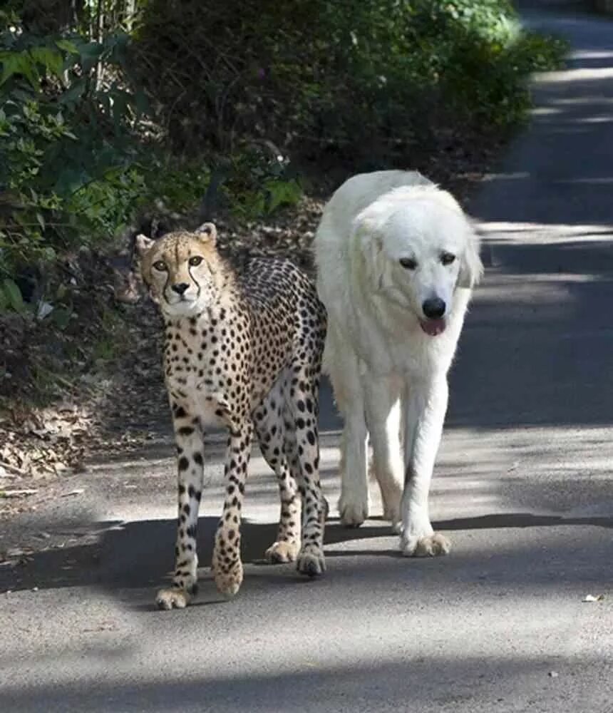 необычные, веселые картинки. разный странно. разный странно. разный странно. необычные изображения.