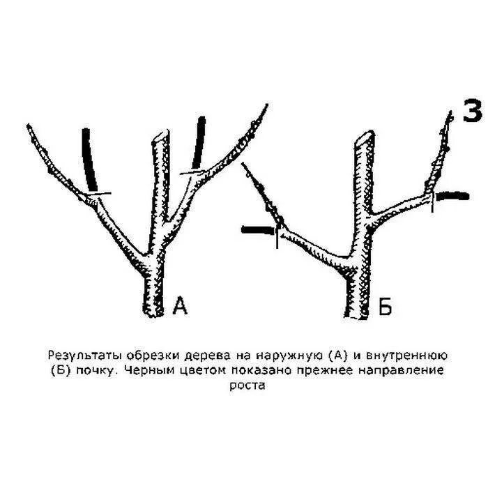 Когда весной делать обрезку плодовых. Схема обрезки яблони весной. Правильно обрезать яблоню осенью схема подрезки. Правильная обрезка яблонь весной схема. Схема обрезки плодовых деревьев весной.