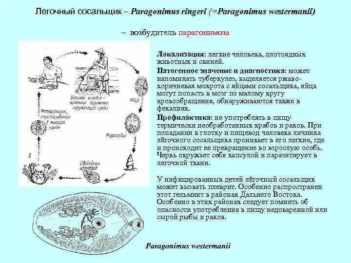 Цикл развития легочного сосальщика схема. Схема жизненного цикла парагонимуса. Цикл развития легочного сосальщика биология. Жизненный цикл легочного сосальщика схема.