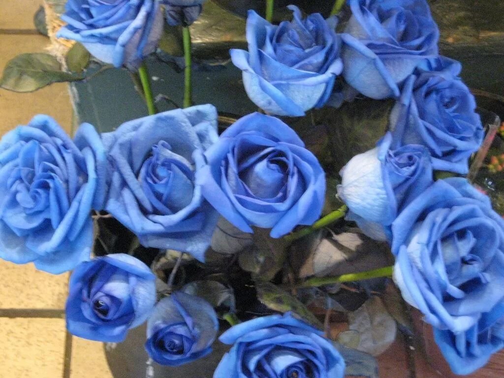 Песни blue rose. Синие розы картина. Песни blue rose. Песни blue rose. Открытка голубые розы.