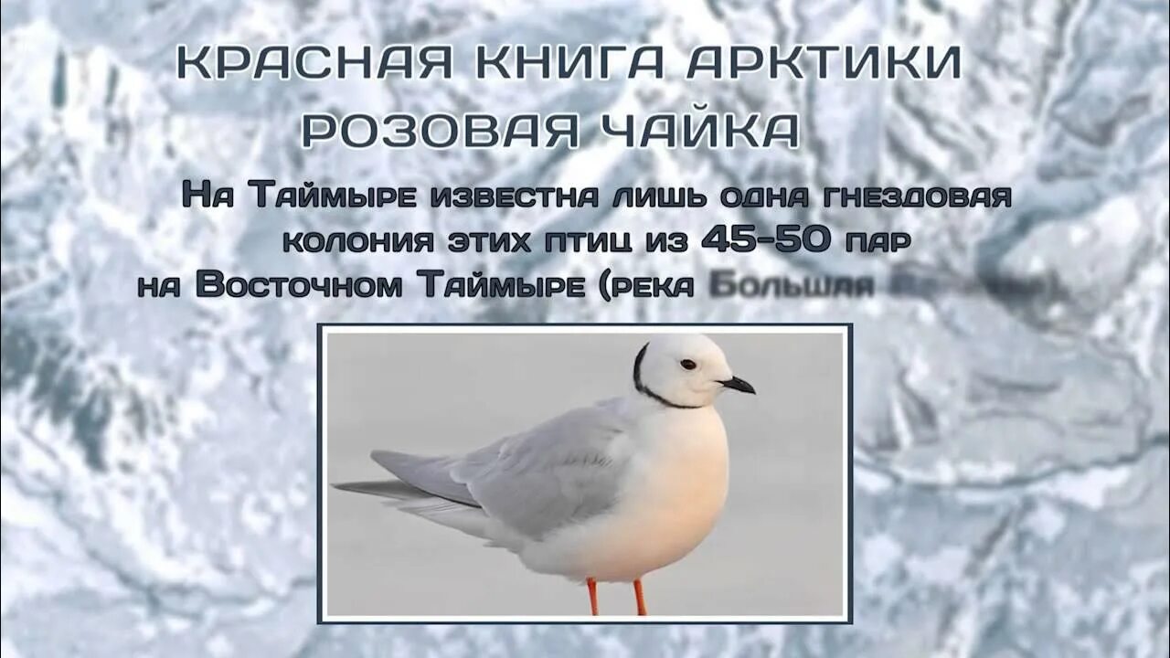 Книги большого арктического заповедника. Животный мирарктике. Животные занесенные в красную книгу из арктики. Животные из краснойкеиги, обитающие в арктике?. Заповедник остров врангеля животные.