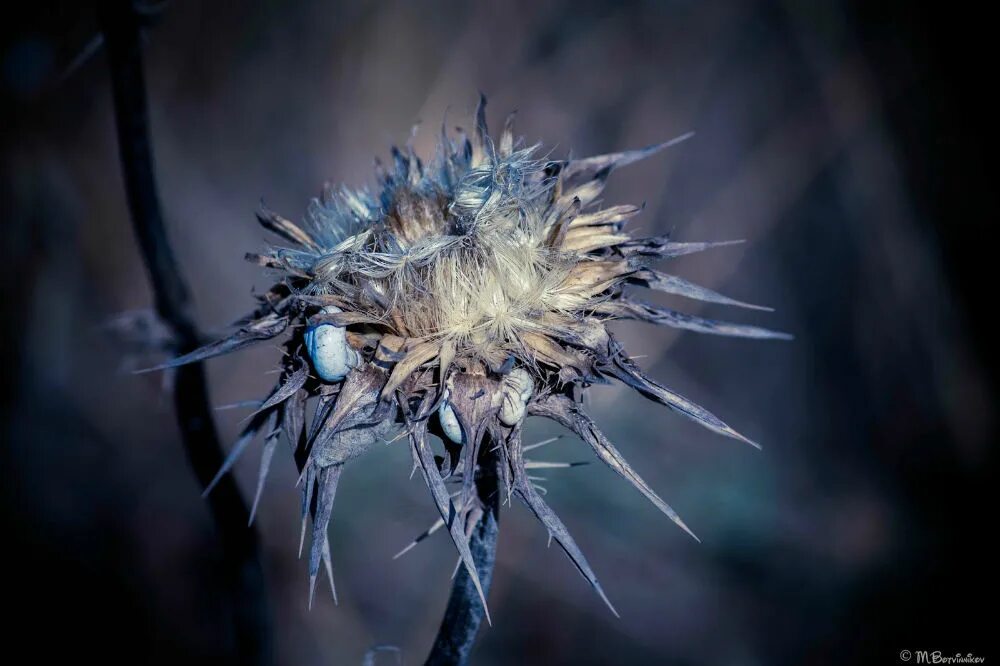 колючка дом 2 слухи сегодня