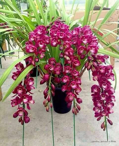 #Orchideria Cultivating Orchids and Crafting Terrariums. Check out our brand new