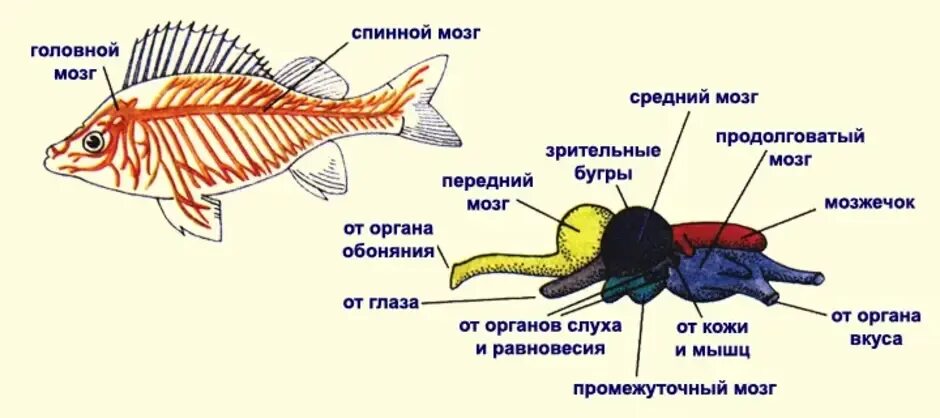 Строение спинного мозга у рыб. Строение головного мозга рыбы. Строение нервной системы рыб. Нервная система рыб 7 класс биология. Появление головного мозга у рыб