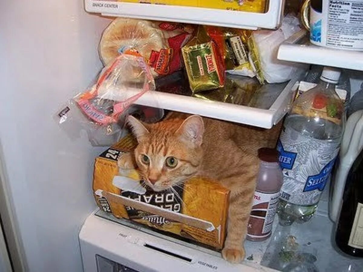 Песня открываю холодильник. Кот в холодильнике. Кошачий холодильник. Кошка на холодильник. Рыжий кот в холодильнике.
