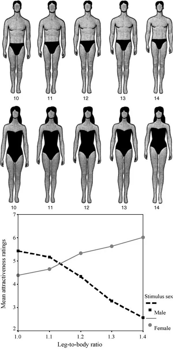 длинные ноги длина. идеальные пропорции женского тела. длинные ноги длина. длинные ноги относительно туловища. идеальные женские пропорции.