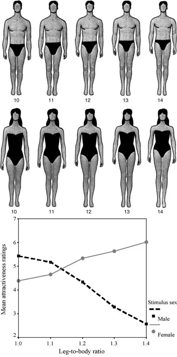 Длина ног мужчины. Пропорции тела женщины. Нормальная женская фигура. Идеальные женские пропорции. Идеальные пропорции женского тела.