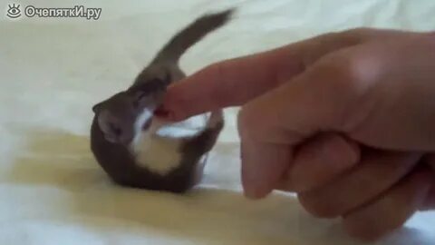 Домашняя ласка видео
