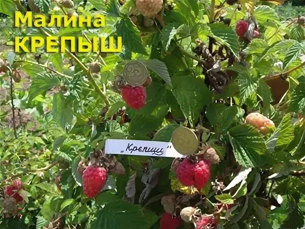 Малиновое дерево Крепыш Таруса. Малина Крепыш малиновое дерево. Малиновое дерево сорт Крепыш. Малиновое дерево Крепыш саженцы.