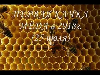 Качка первого меда