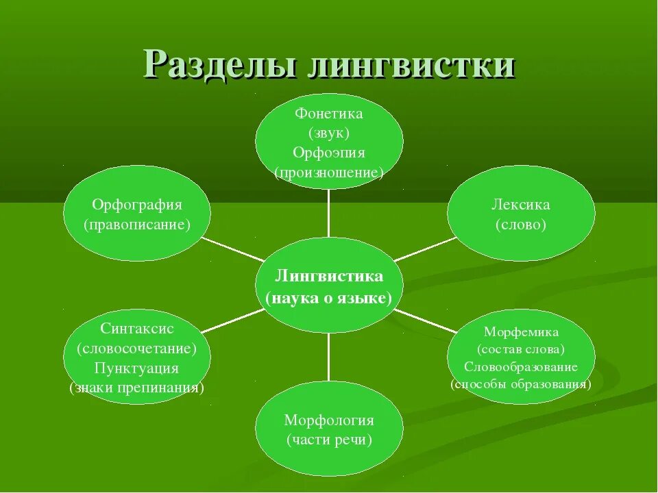 Основные уроки в 7 классе. Разделы языкознания в русском языке. Разделы лингвистики в русском языке. Разделы лингвистики схема. Разделы лингвистики языкознания.