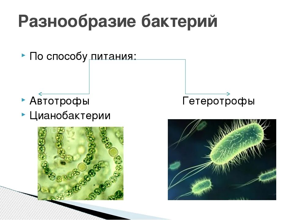 Прокариот автотроф