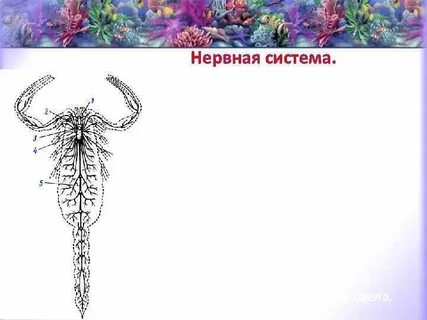 Нервная паукообразных