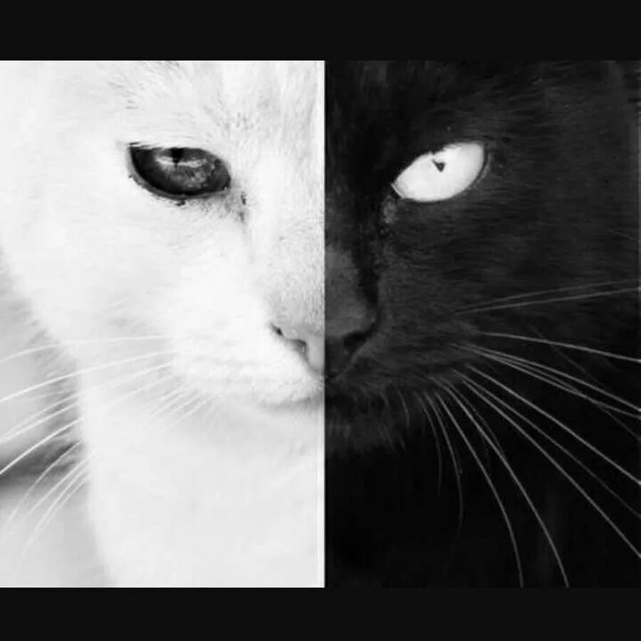 Человек который наполовина кот. Шутки про программирование. Тоже наполовину. Лицо наполовину старое наполовину. Приколы про наполовину.