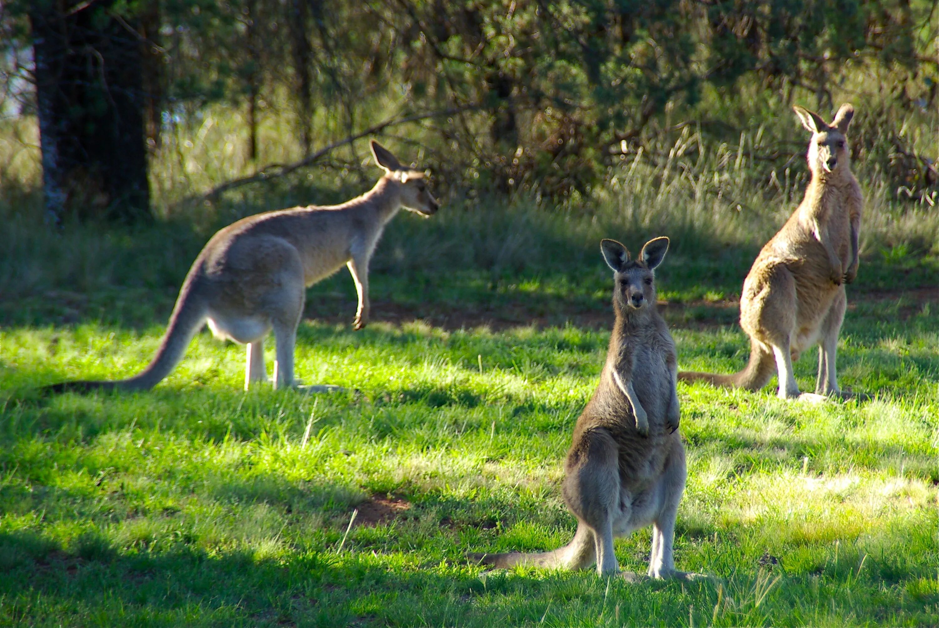 Кенгуру в Австралии. Кенгуру животное Австралии. Сумчатые кенгуру. Австралия природа кенгуру.