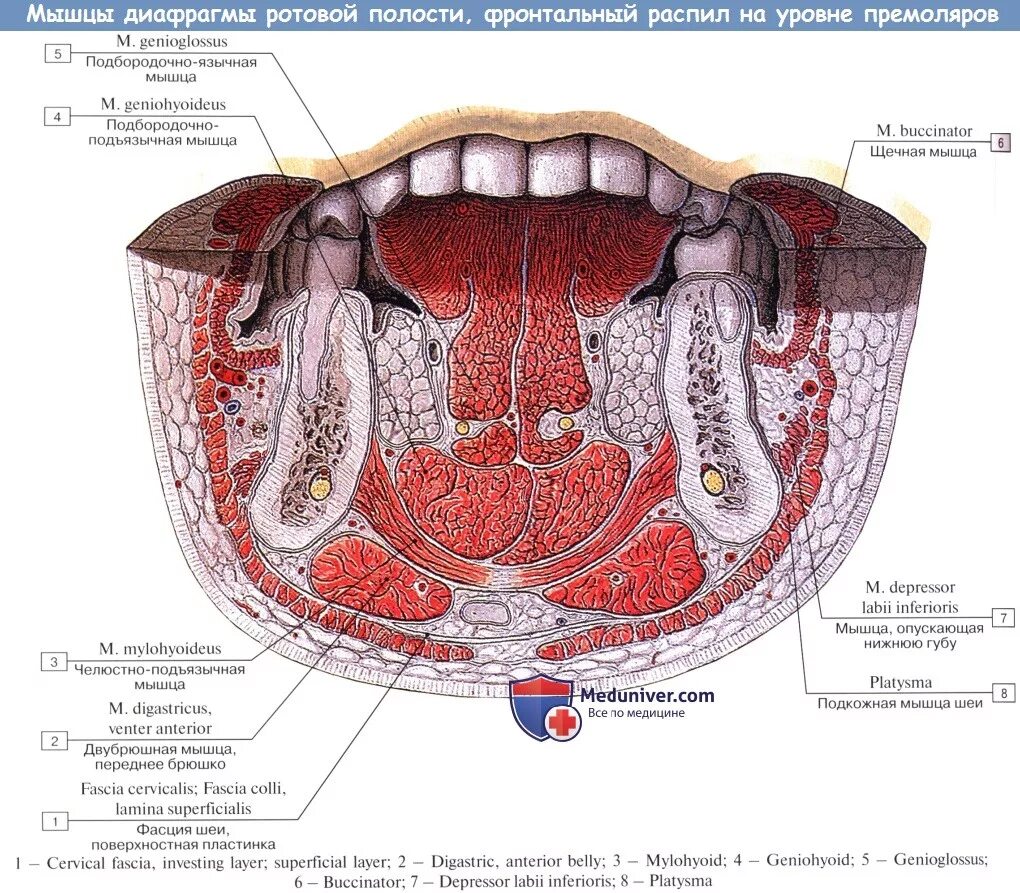 Пространства дна полости рта. Дно ротовой полости топографическая анатомия. Подчелюстная диафрагма анатомия. Мышца, образующая дно полости рта (Diaphragma Oris):. Мышцы дна полости рта топографическая анатомия.