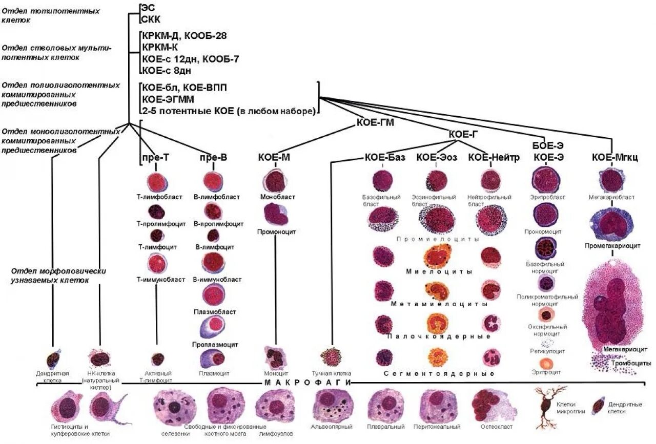 Схема клеток крови. Схема гемопоэза клеток крови. Схема кроветворения стволовая клетка. Современная схема кроветворения эритропоэз. Схема кроветворения кровь костный мозг.