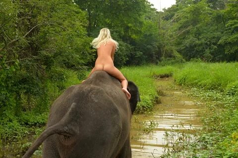 Elefant Porno.