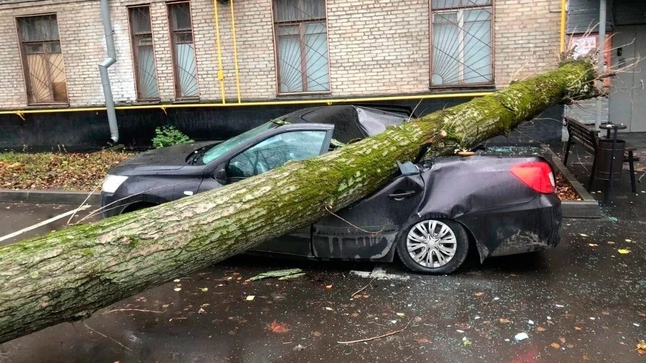 Ветер в москве деревья. Поваленное дерево. Упавшее дерево. Ураган в Москве.