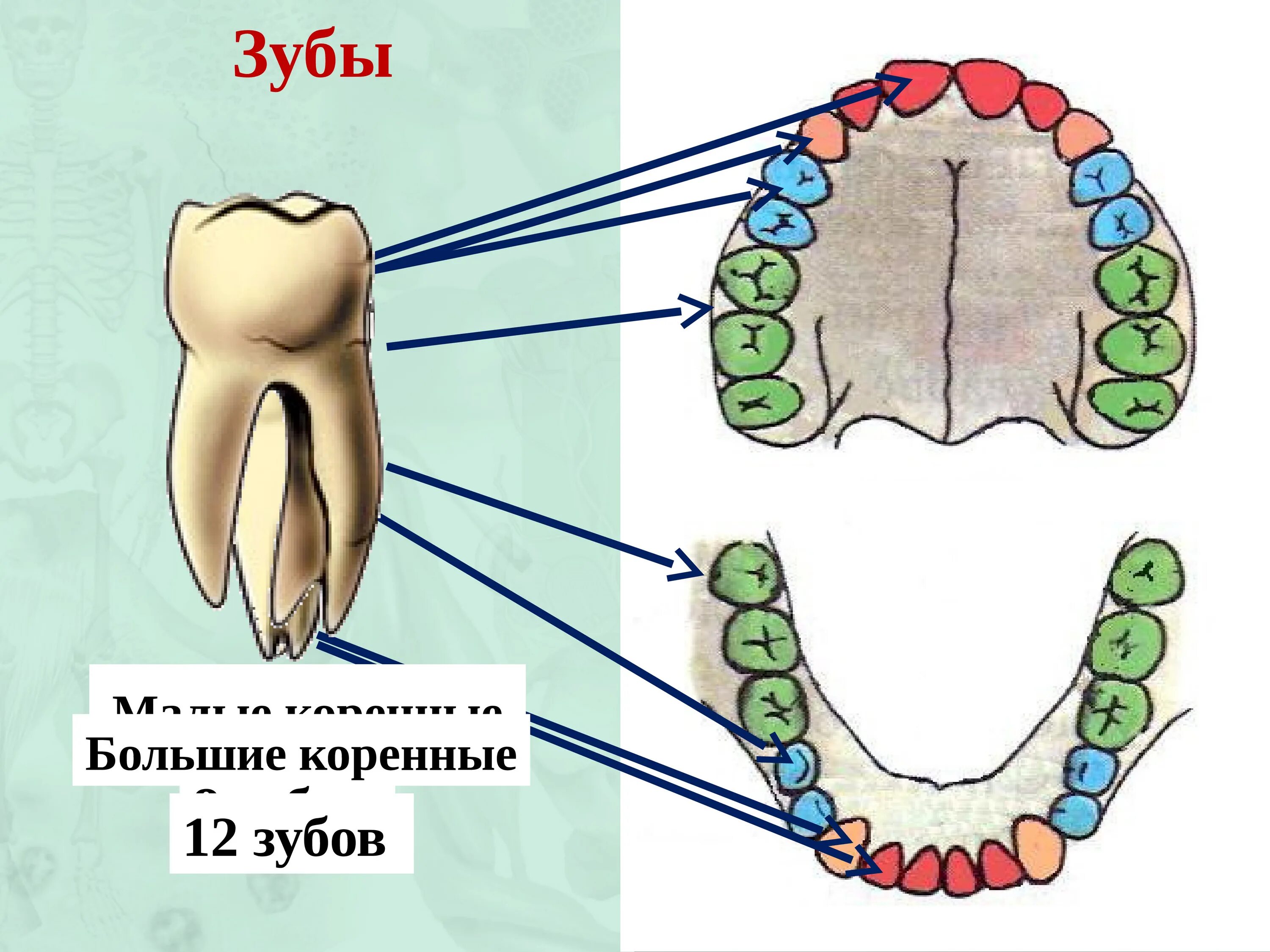 Где находится зуб восьмерка снизу. Расположение коренных зубов.