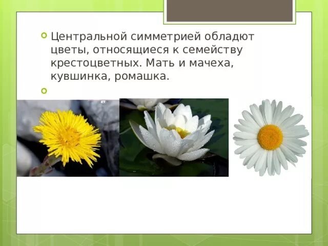 Ромашка симметрия. На клумбе выросли кувшинки или ромашки. Ромашка растет на клумбе. Нимфея тигровый лотос. Озерная лилия и кувшинка.