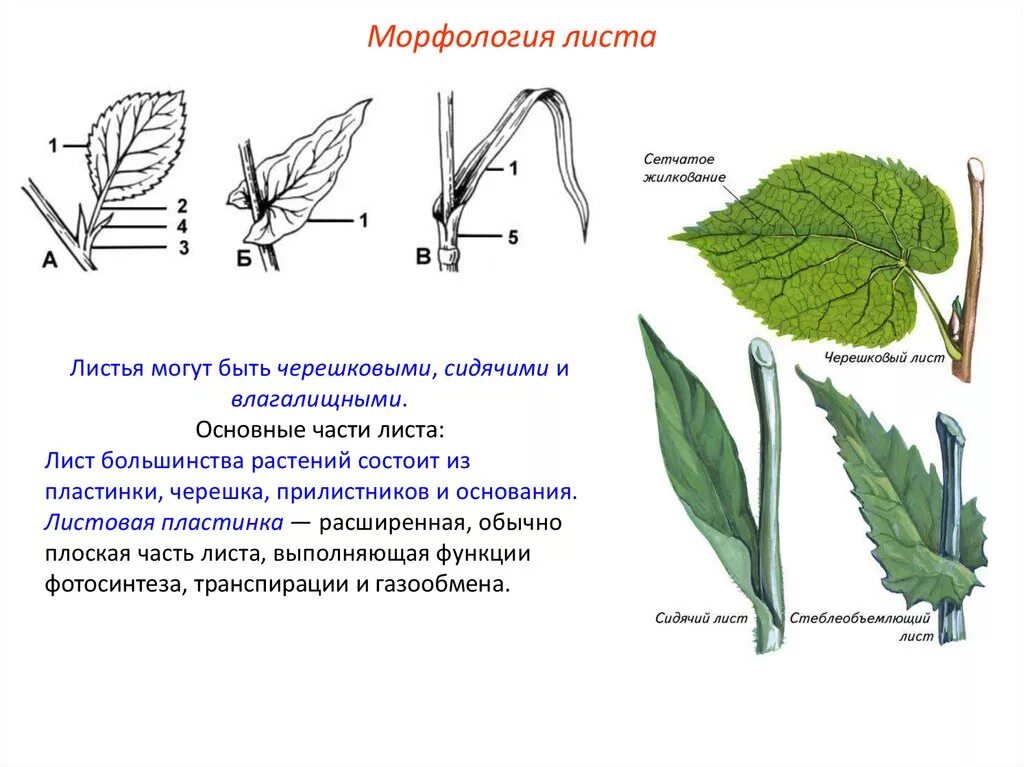Функции основания листа. Функции основания и прилистников листа. 1) черешковый 2) сидячий. черешок прилистники листовая пластинка. листа 1) черешковый 2) сидячий.