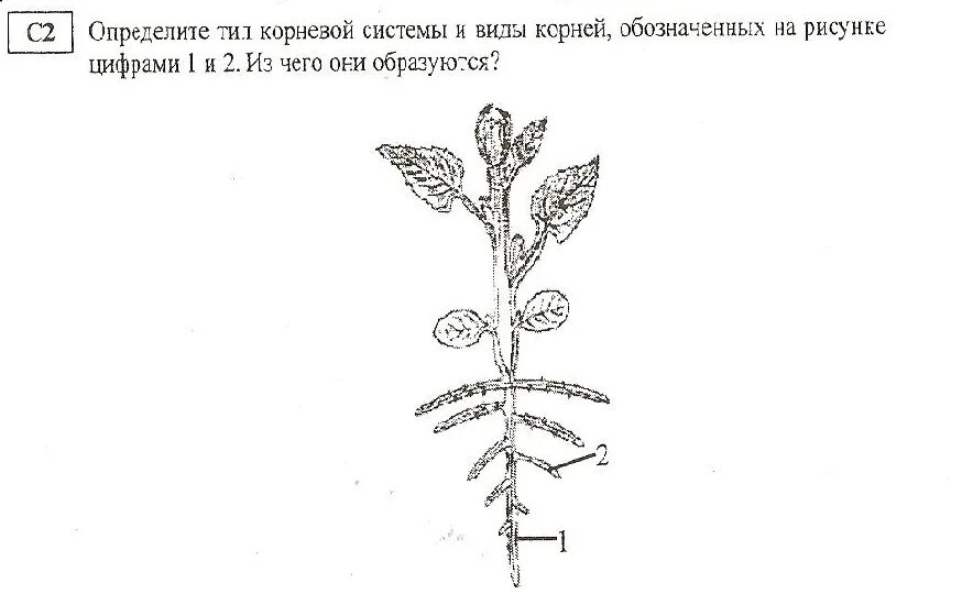 Не развивается корневая система у томатов. Тип корневой системы томата. Какой Тип корневой системы у томата. Томат Тип корня. Корневая система томата размер.