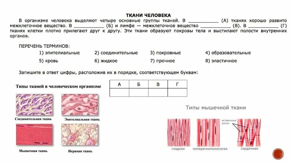 Ткани контрольная работа. Ткани животных таблица егэ биология. ткани человека человека огэ биология. ткани человека егэ биология схема. ткани человека анатомия егэ.