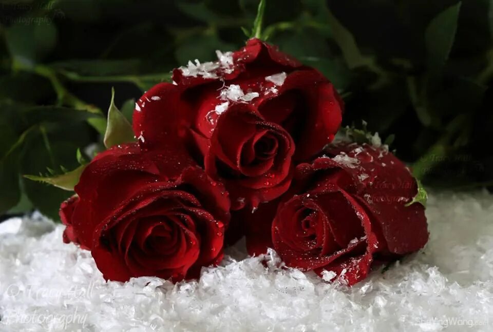 Красные цветы зимние розы. Букет роз на снегу. Бордовые розы на снегу. Шикарные розы и снег. Красные розы зимой.