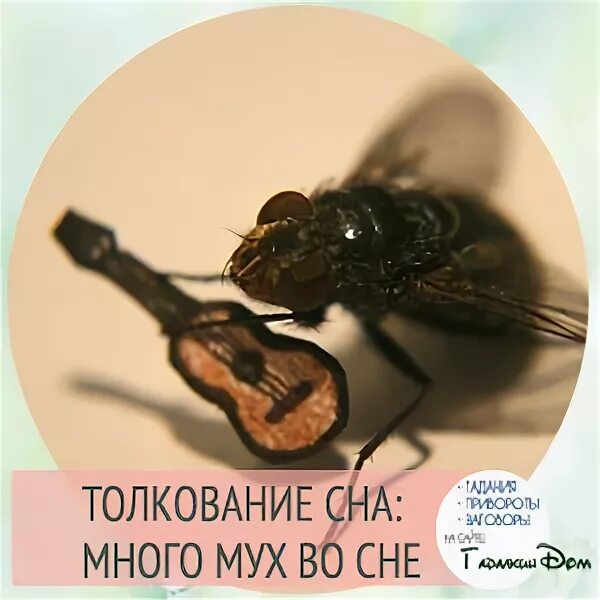 Сонник толкование снов много мух. Снятся мухи. видеть во сне много мух. к чему снятся мухи много мух. мухи во сне к чему снится.