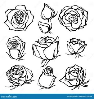 Sketch Rose Flower Set. Pencil Sketch Flowers with Leaves on Stem. Stock Vector 