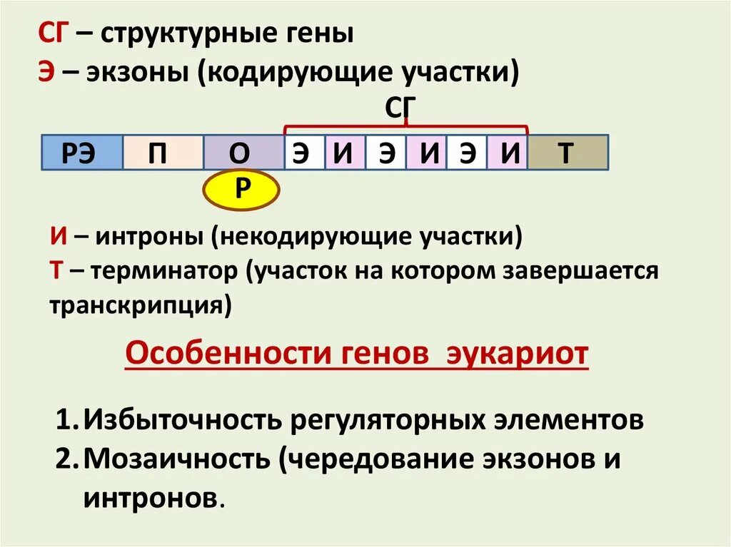 Строение Гена. Кодирующие участки Гена. Мозаичное строение генов. Схема строения Гена эукариот.