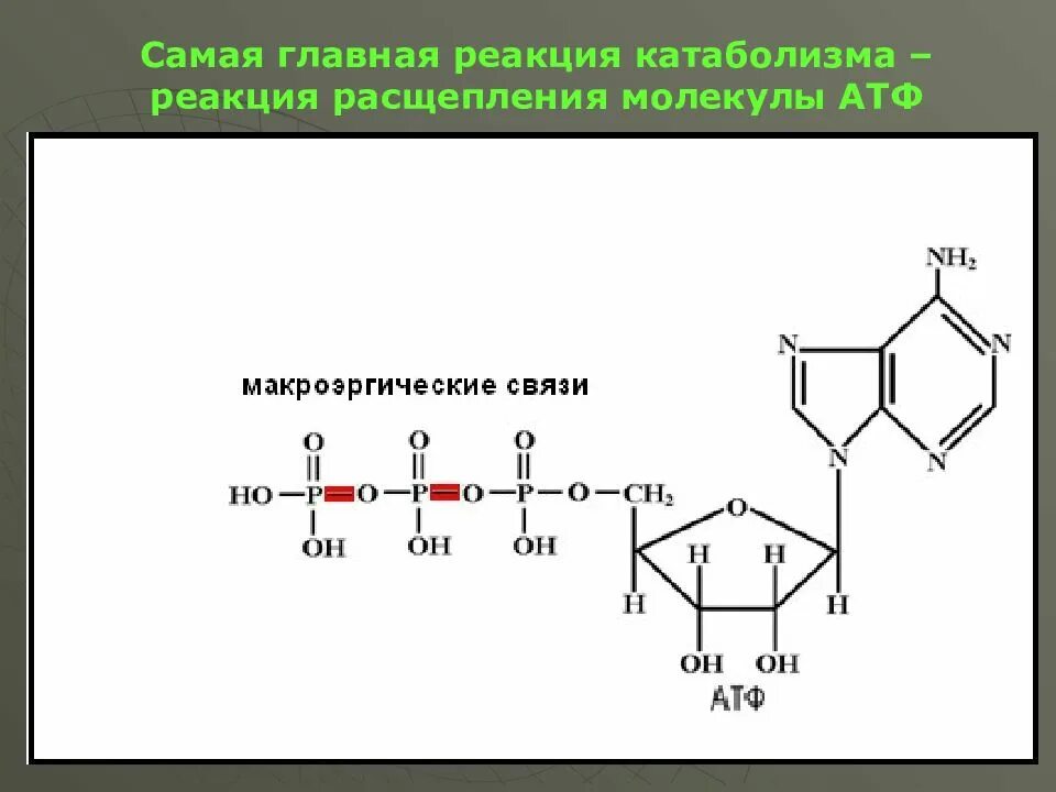 Реакция расщепления атф. Схема гидролитического расщепления АТФ. Гидролитическое расщепление АТФ В организме. Распад молекулы АТФ.