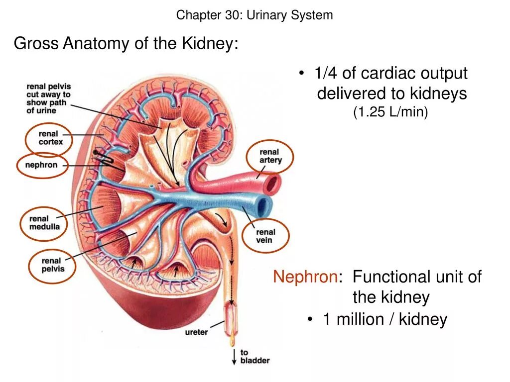 Urinary system. Urinary System Anatomy. Kidney Anatomy. Urinary System components.