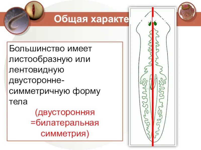 Лучевая симметрия червя. Симметрия тела плоских червей. Двусторонняя симметрия тела. Двусторонняя симметрия у плоских червей. Двусторонняя симметрия тела у плоских червей.