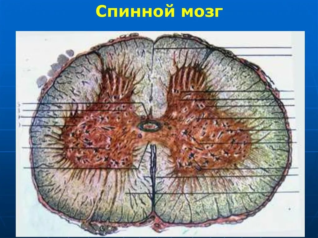 Спинной нервный ганглий. Клетки спинного мозга гистология. Спинальный ганглий спинного мозга. Спинной мозг под микроскопом. Спинной мозг с ганглием гистология.