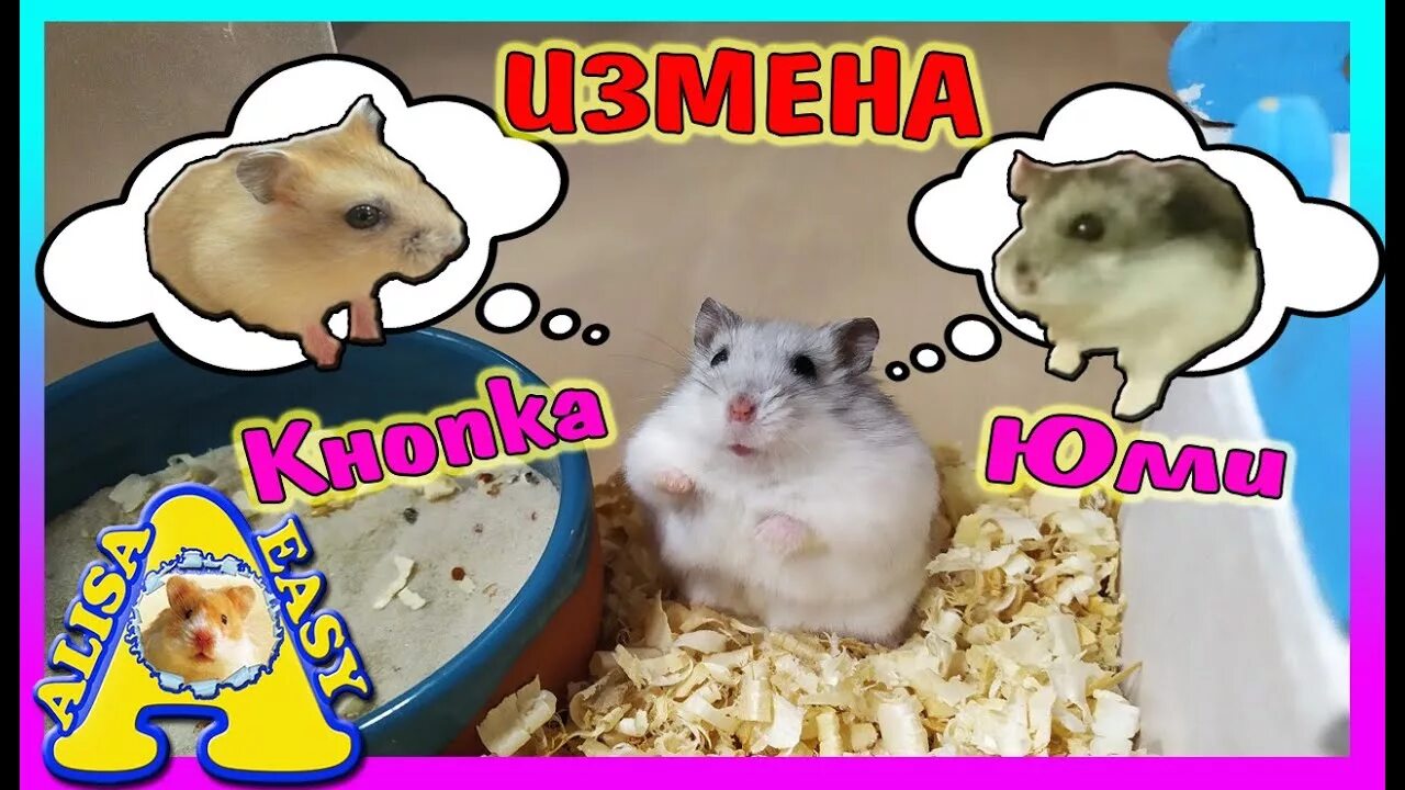 Алиса ИЗИ петс хомяки. Канал Алиса ИЗИ петс. Алиса хомяк. Хомяк куки. Easy pets