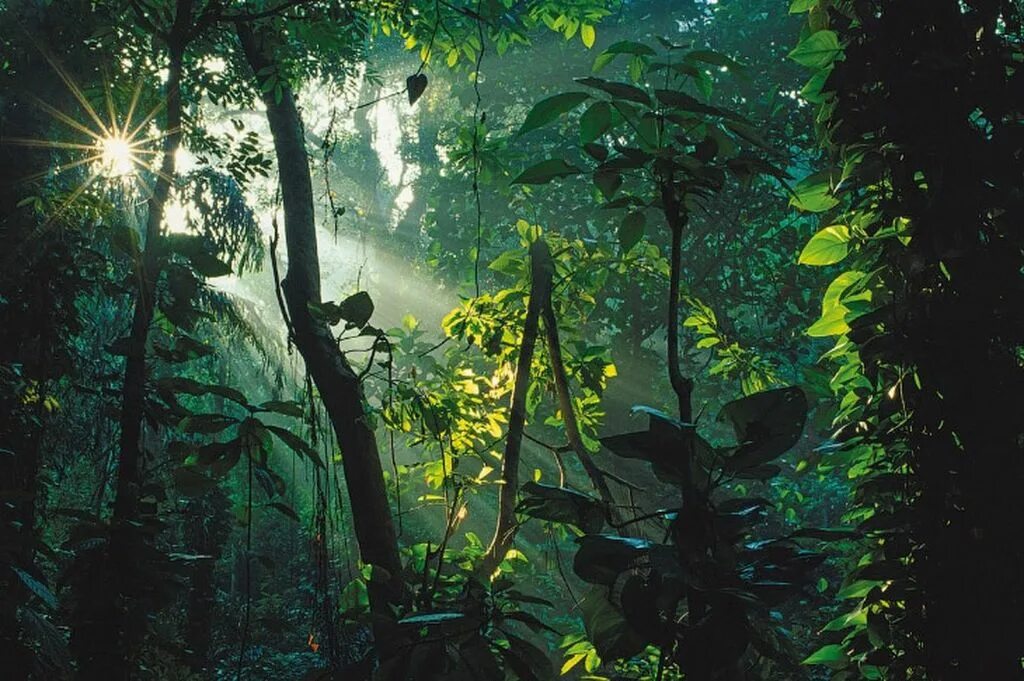 Тропические джунгли Индии. Лианы в джунглях Индии. Тропический лес Гималаи. Тропические леса Индии.