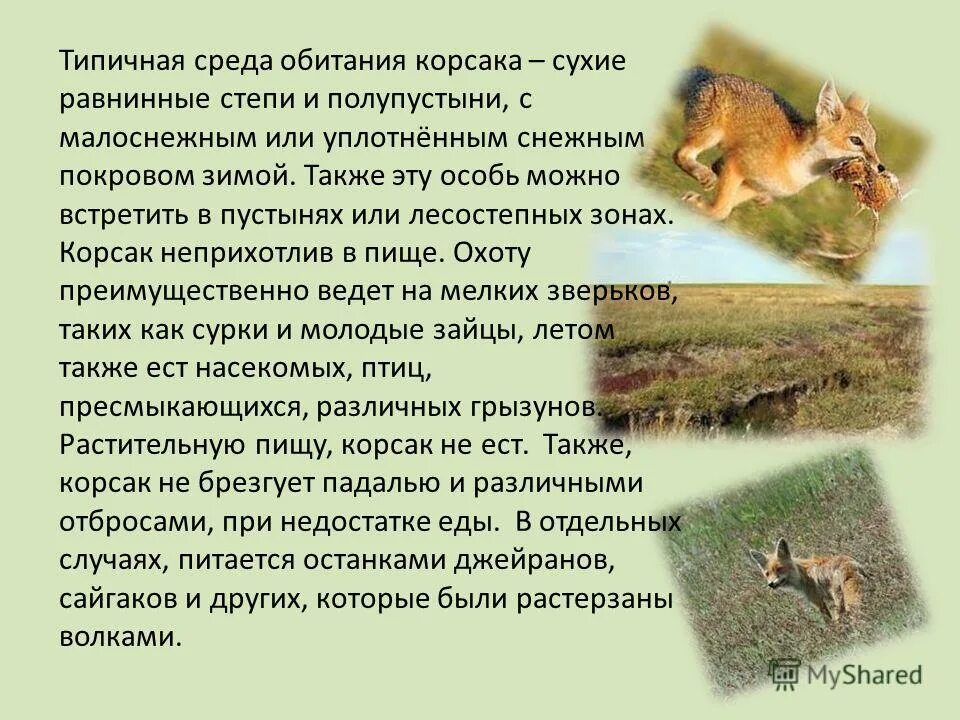 Сообщение о корсаке. Сообщение о корсаке