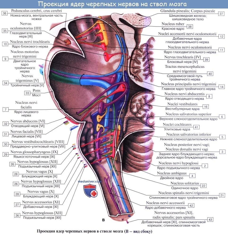 Ствол мозга черепные нервы. Ядра черепных нервов схема. Проекция ядер черепных нервов анатомия. Ядра Черепные нервы расположенные. Ромбовидная ямка Черепные нервы.