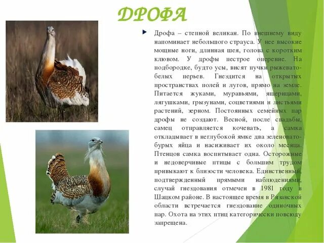 Сообщение о животном дрофа. Сообщение о животном дрофа