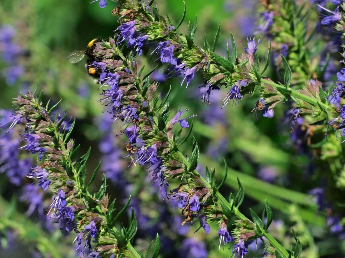 Иссоп растение. Иссоп лекарственный (Hyssopus officinalis). Иссоп лекарственный (синий). Иссоп Крымский. Иссоп лекарственный свойства и применение