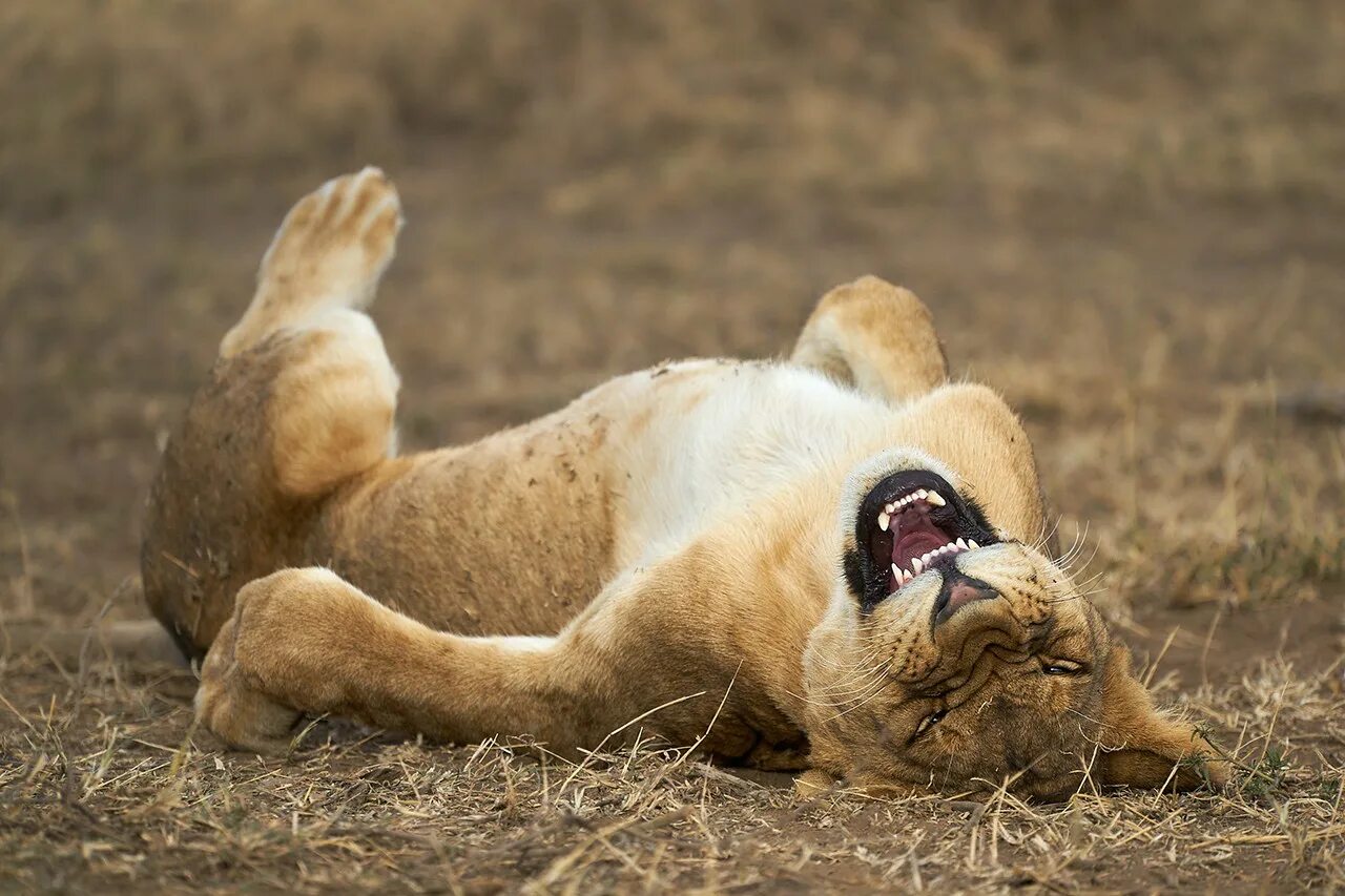 Звери дурачок. Конкурса comedy Wildlife Photography Awards. Comedy Wildlife Photography Awards 2021. Смешные картинки животных. Мемные картинки животных.