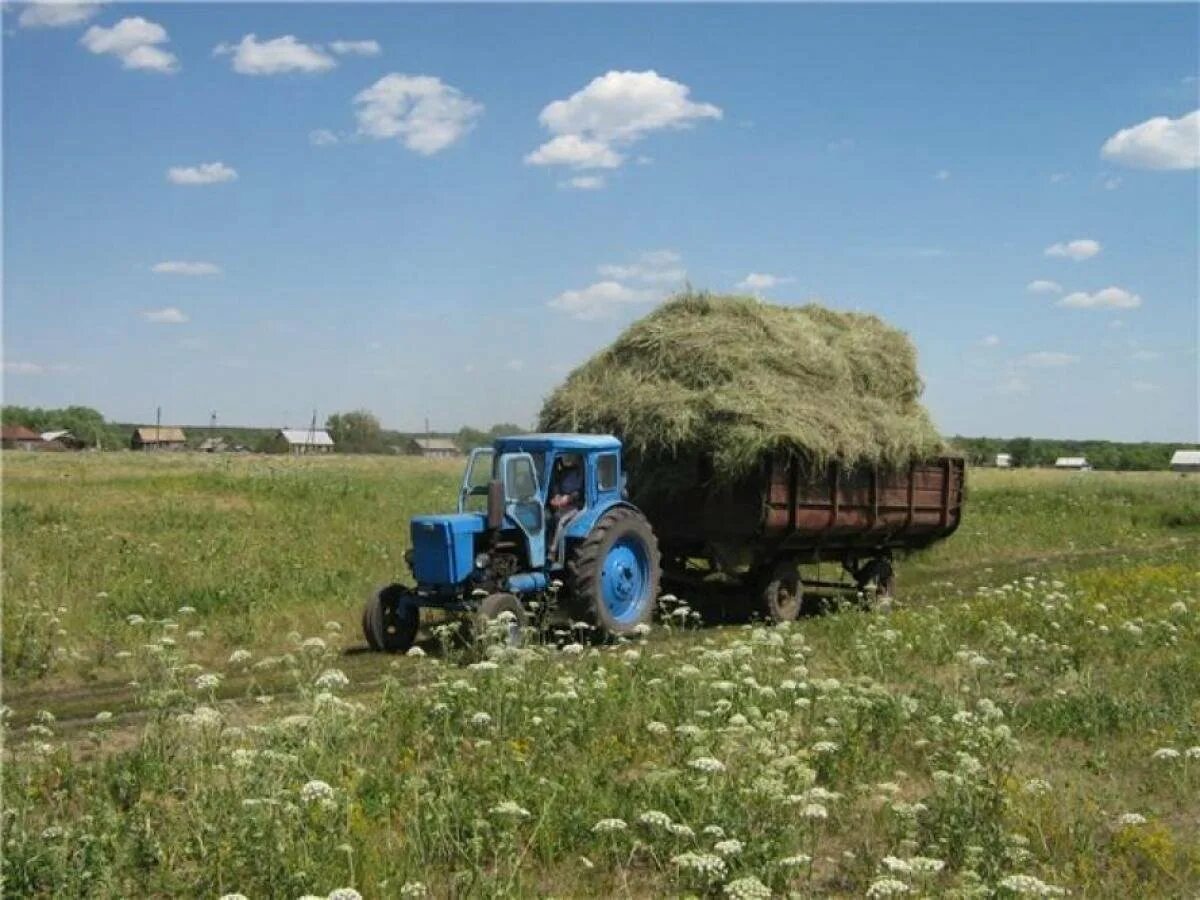 Село тракторное. Трактор МТЗ 80 В деревне. МТЗ 82 сенокос. Трактор т 40 сенокос. Сенокос на тракторе МТЗ 82.