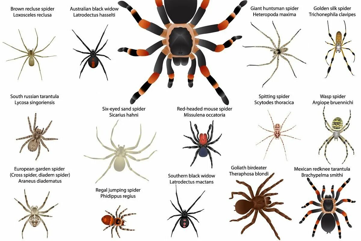 Определить вид паука. Пауки названия. Виды пауков. Виды пауков названия. Пауки картинки с названиями.