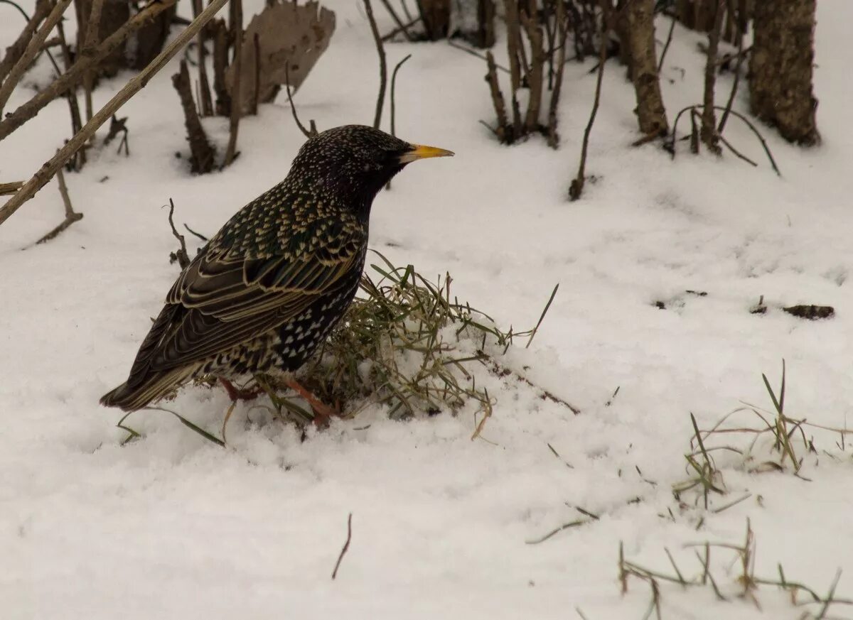 Скворец зимует. Скворец зимой. Скворец перелетная птица или нет. Зимующие скворцы. Скворец зимует.