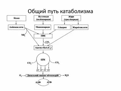 Специфические пути катаболизма