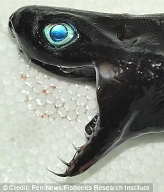 Trigonognathus kabeyai. Акулы-гадюки (trigonognathus kabeyai). Акула гадюка фото. Trigonognathus kabeyai. Trigonognathus kabeyai.