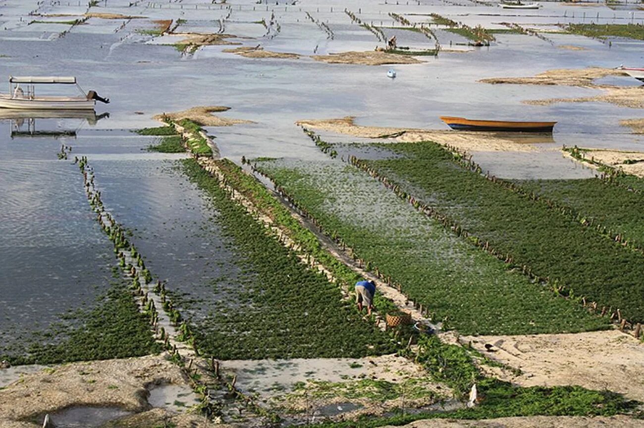 Культивирования водорослей